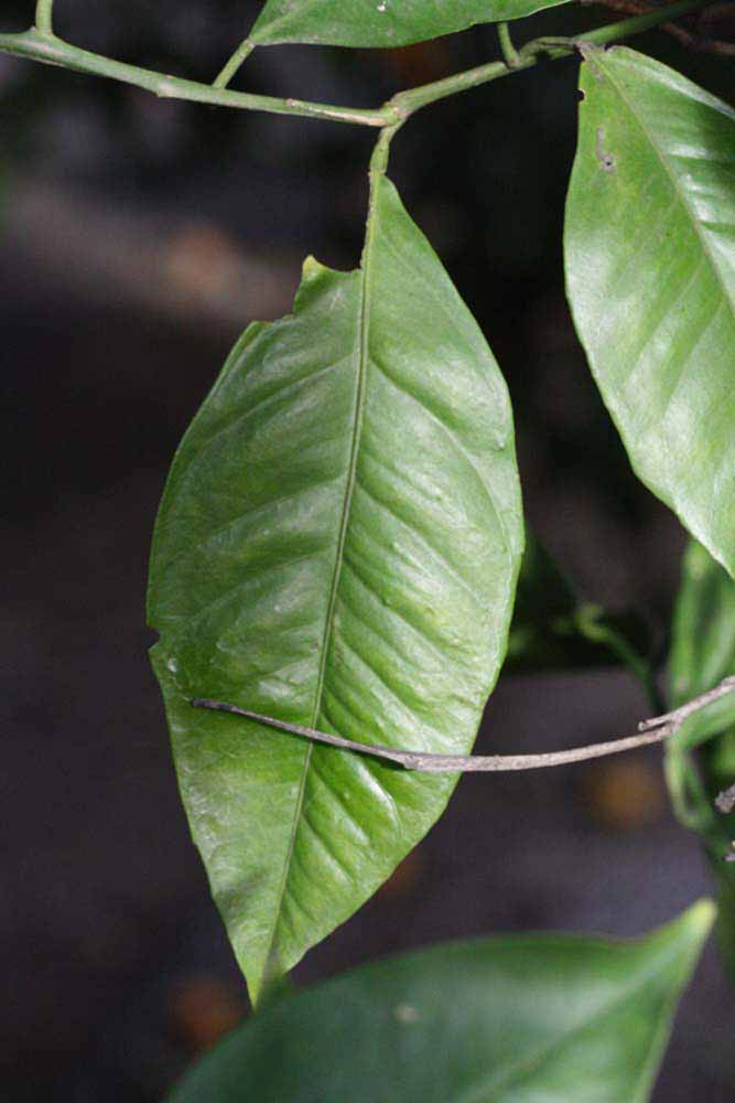              Unifoliolate leaf (Riverside, CA)       